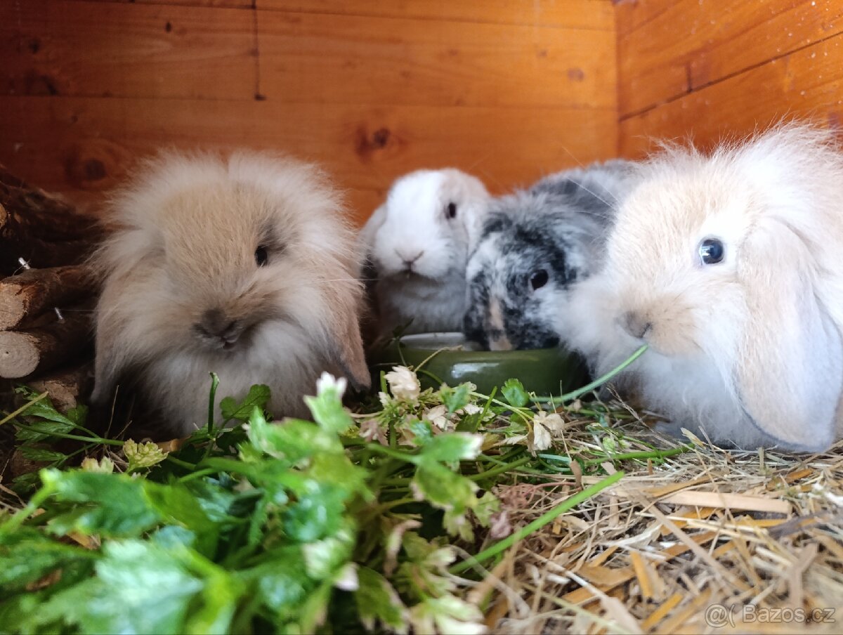 Zakrslí králíčci, lvíček, minilop - 4