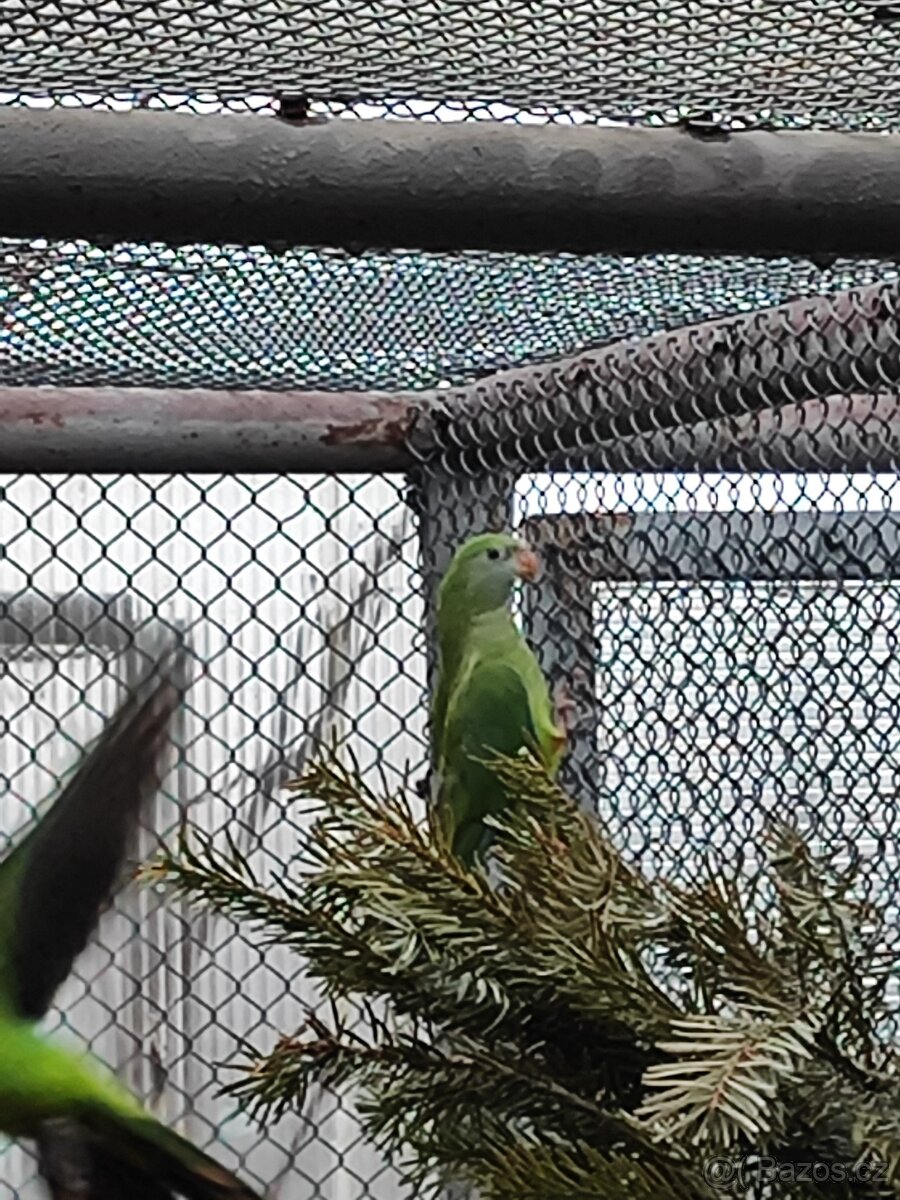 Papoušek senegalský - 4