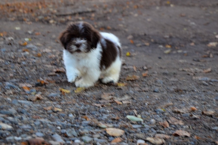 Havanský psík s PP - 4