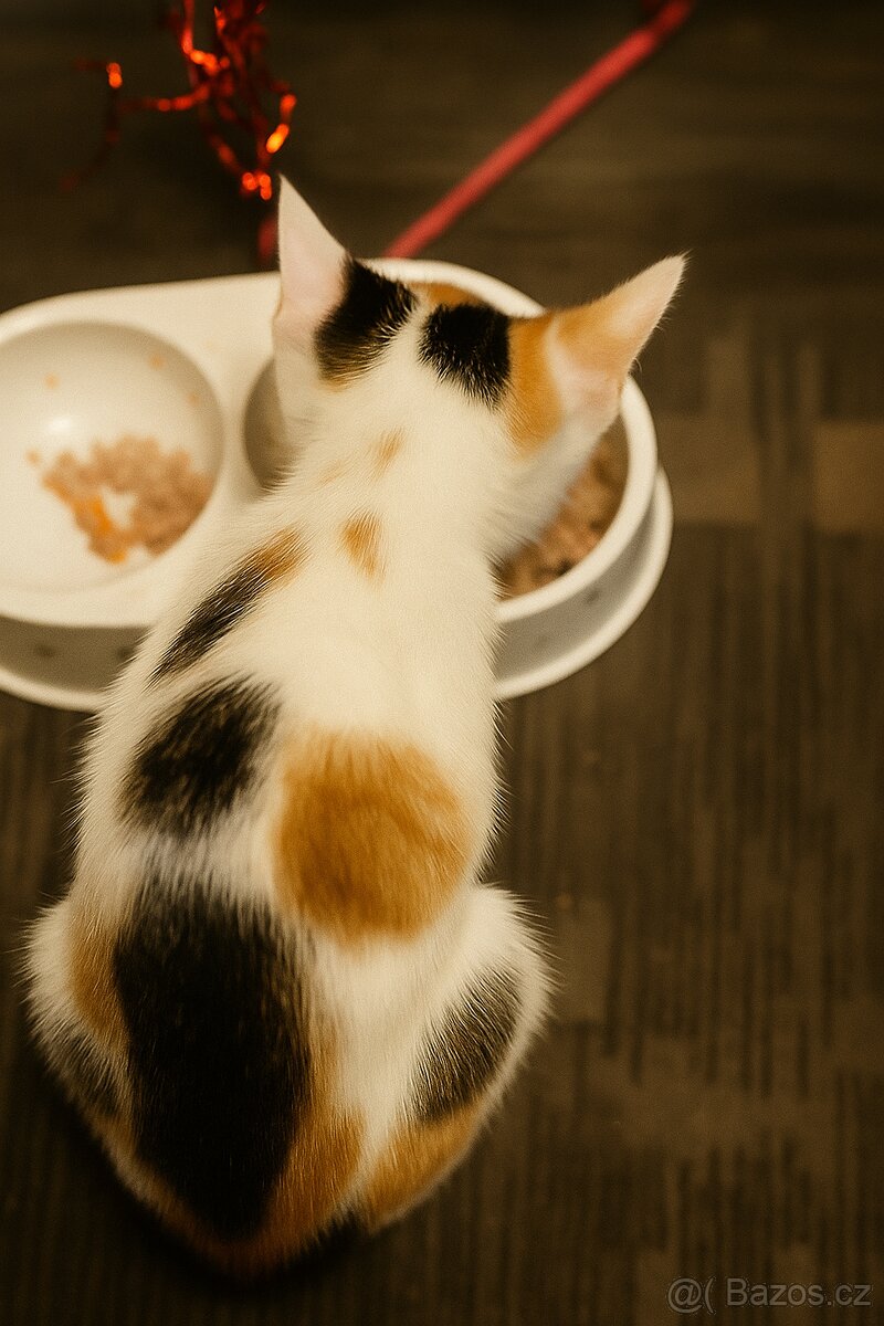 Koťata Kotátka - 2 měsíční (+ mámy) - 4