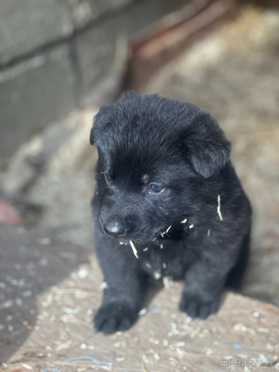Německý ovčák - štěňátka s PP - 4