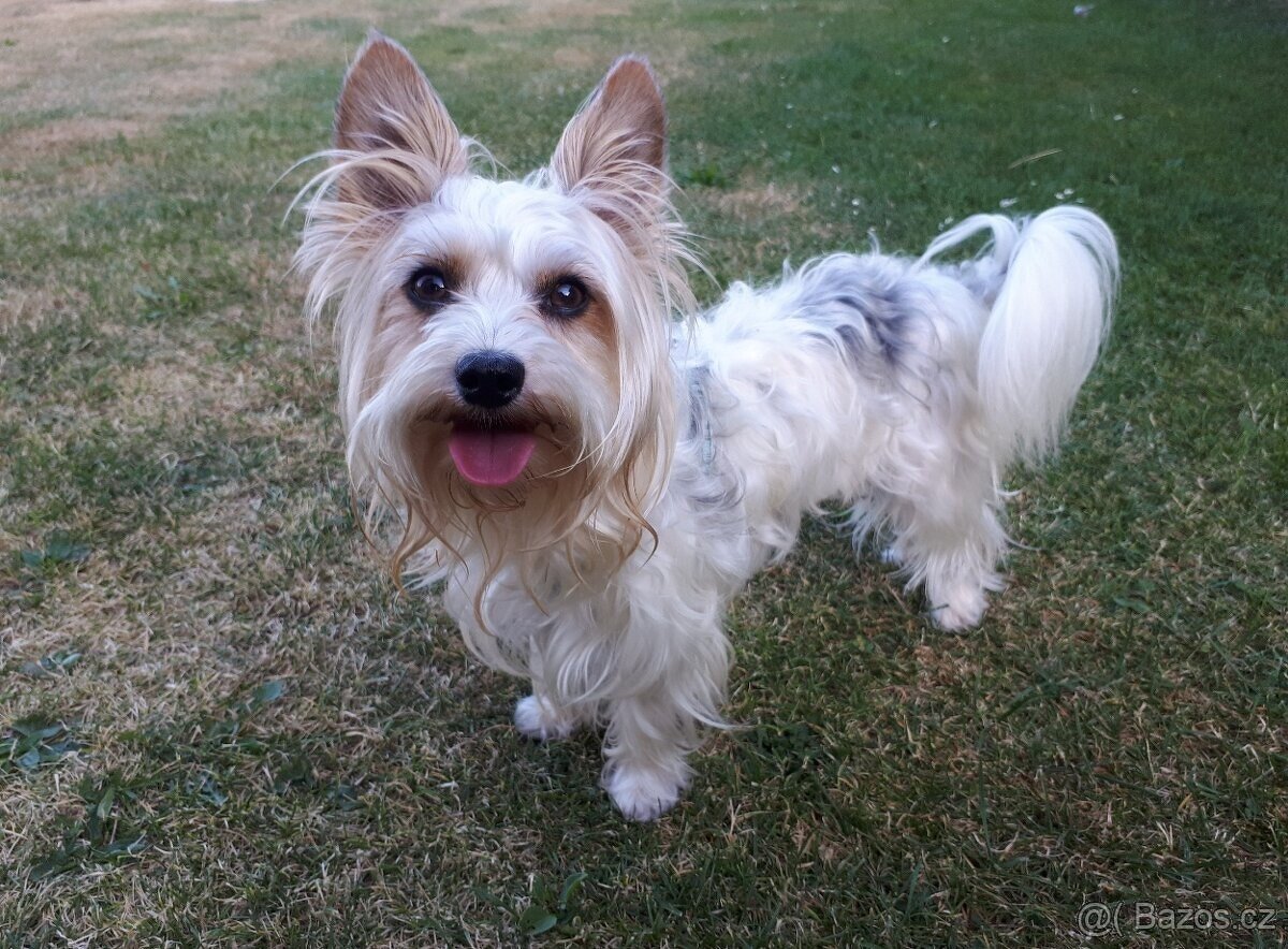 Biewer jorkšírský teriér krytí, připuštění - 4