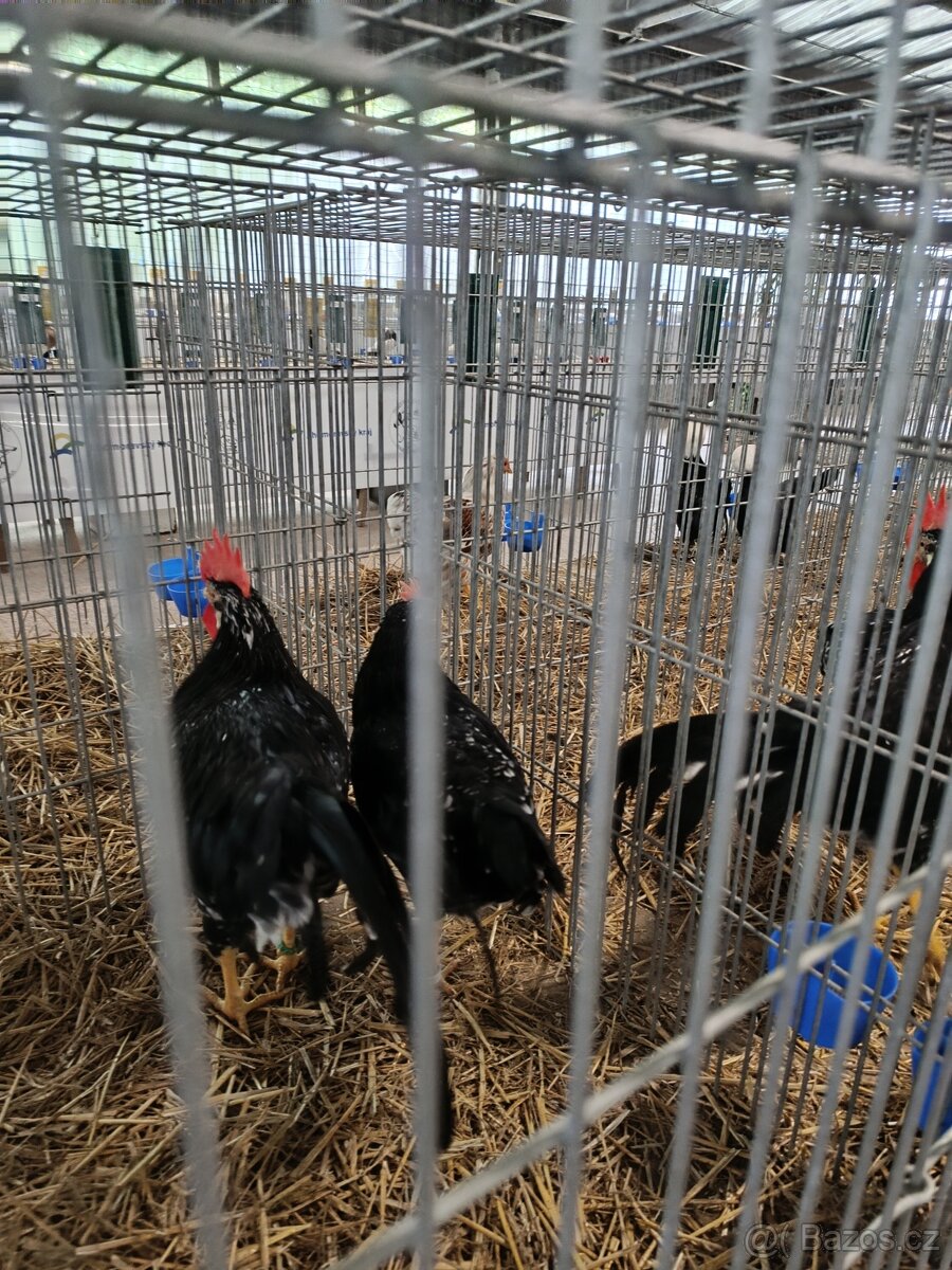 Kohouti vlaška černobílé - 4