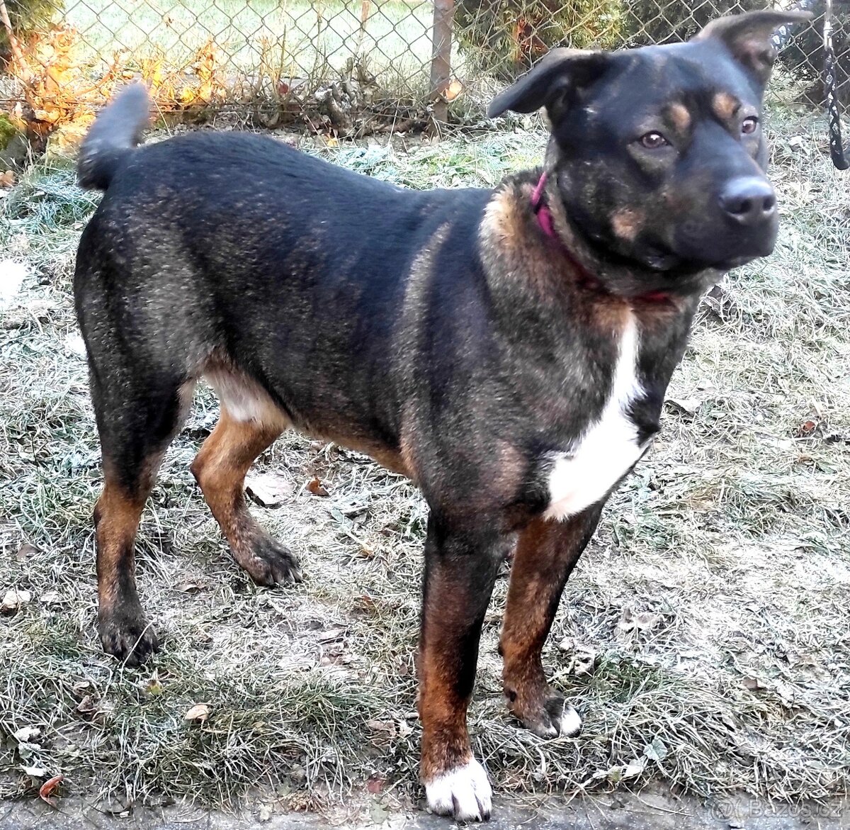 Medvídek Archie hledá domov - 4