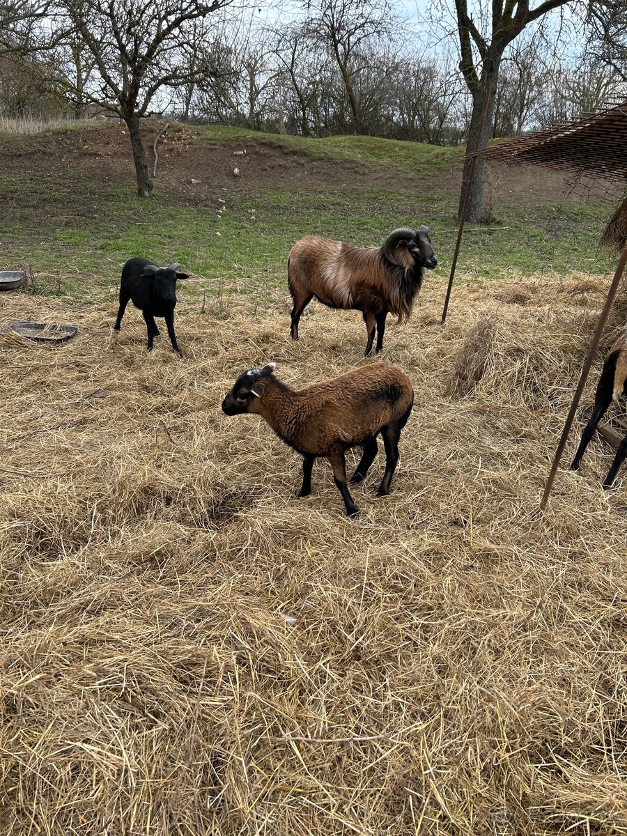 Kamerunské ovce - 4