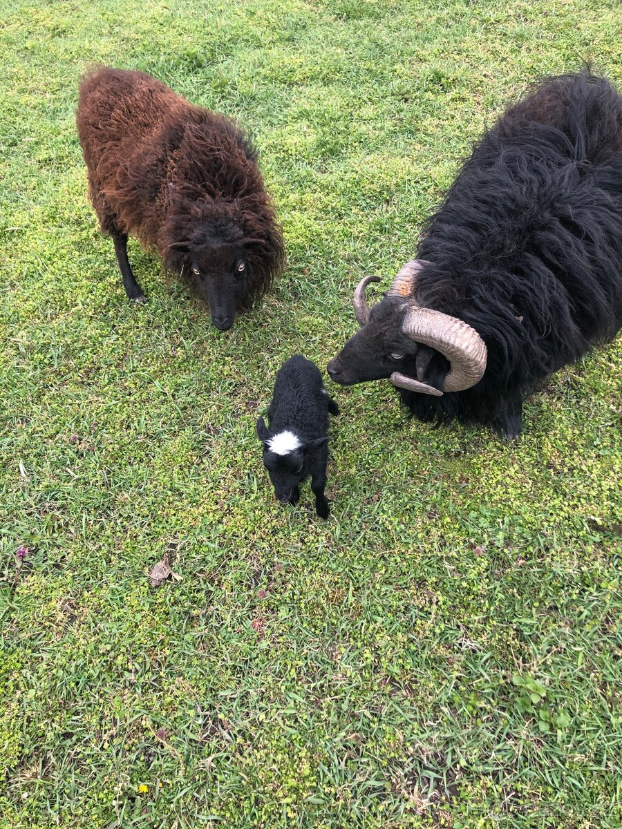 Quessantská (Ouessanská) ovce - 4