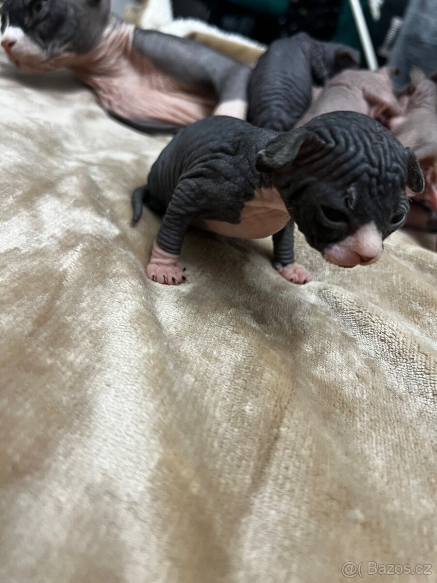 Kanadský sphynx - 4