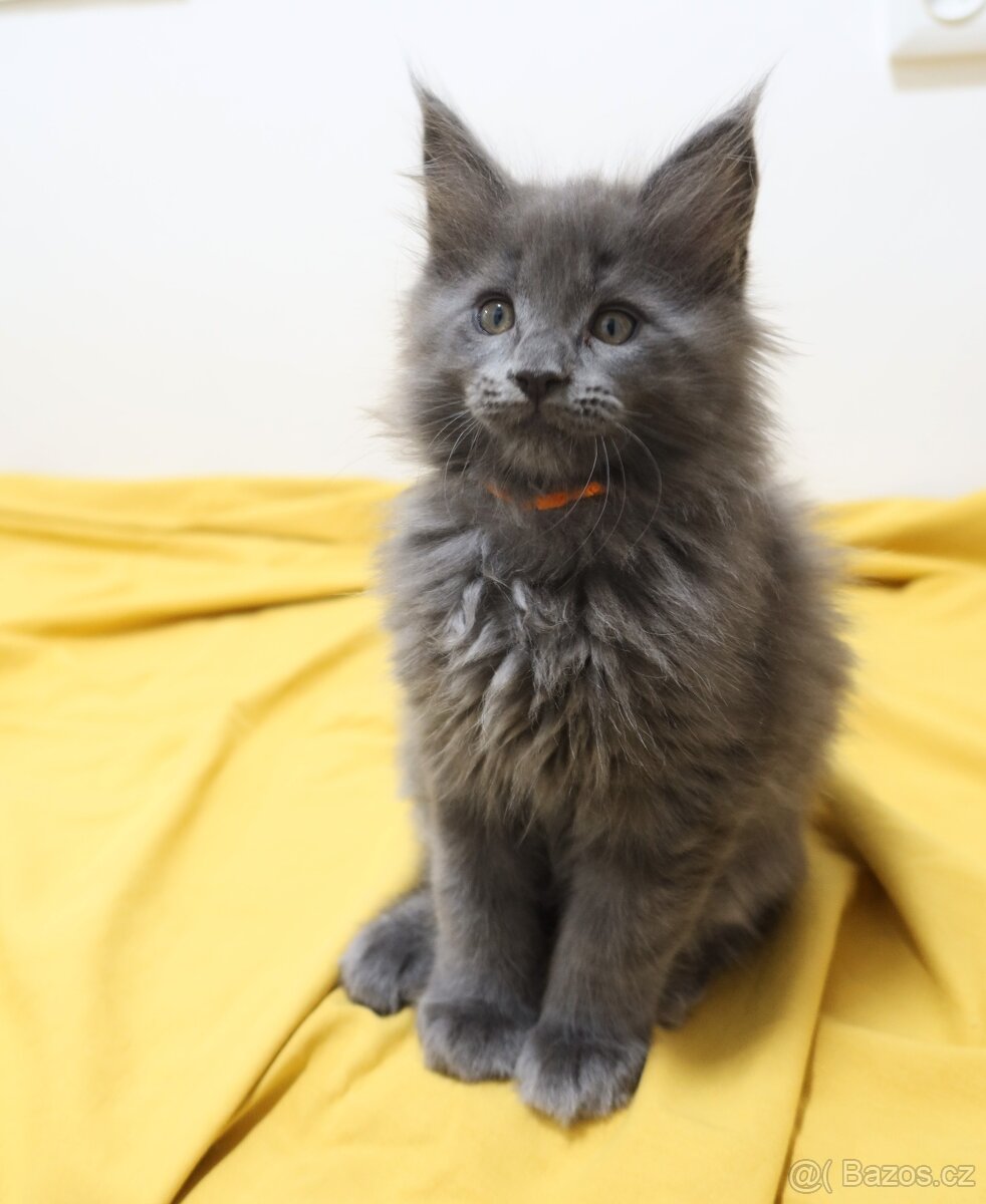 Mainská mývalí, koťata - 4