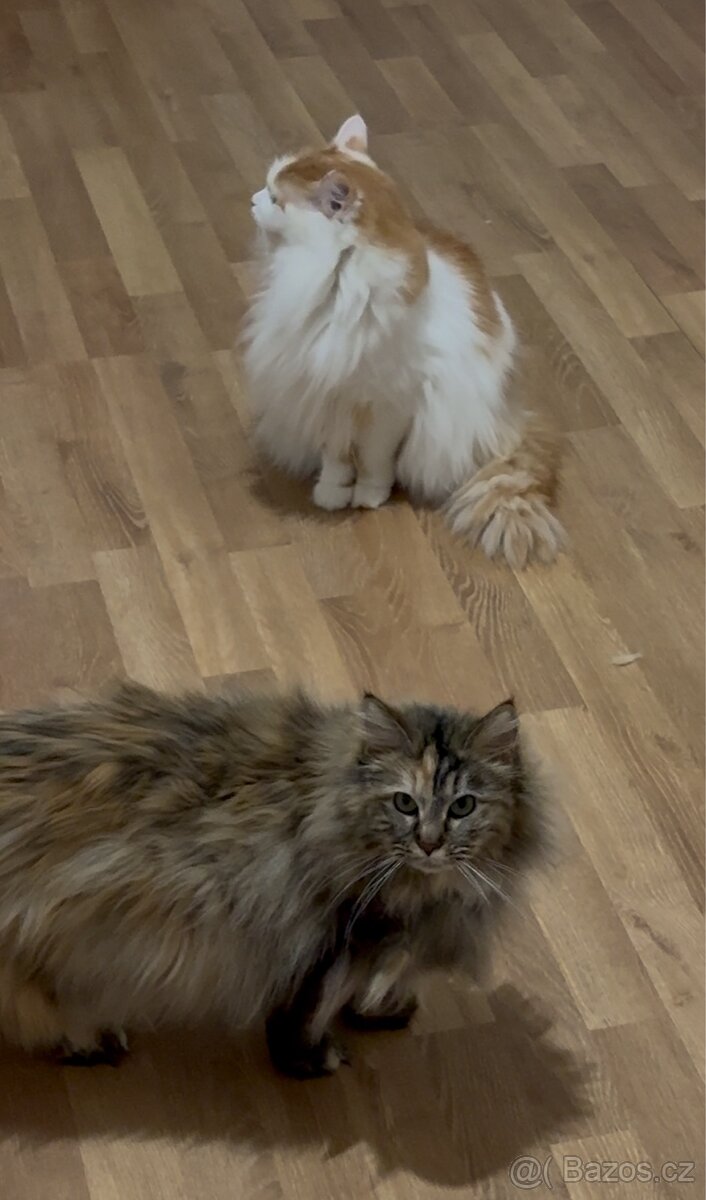 Kočky typu Mainské mývalí bez PP - 4