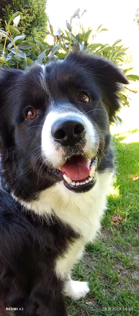 Border kolii ke krytí - 4