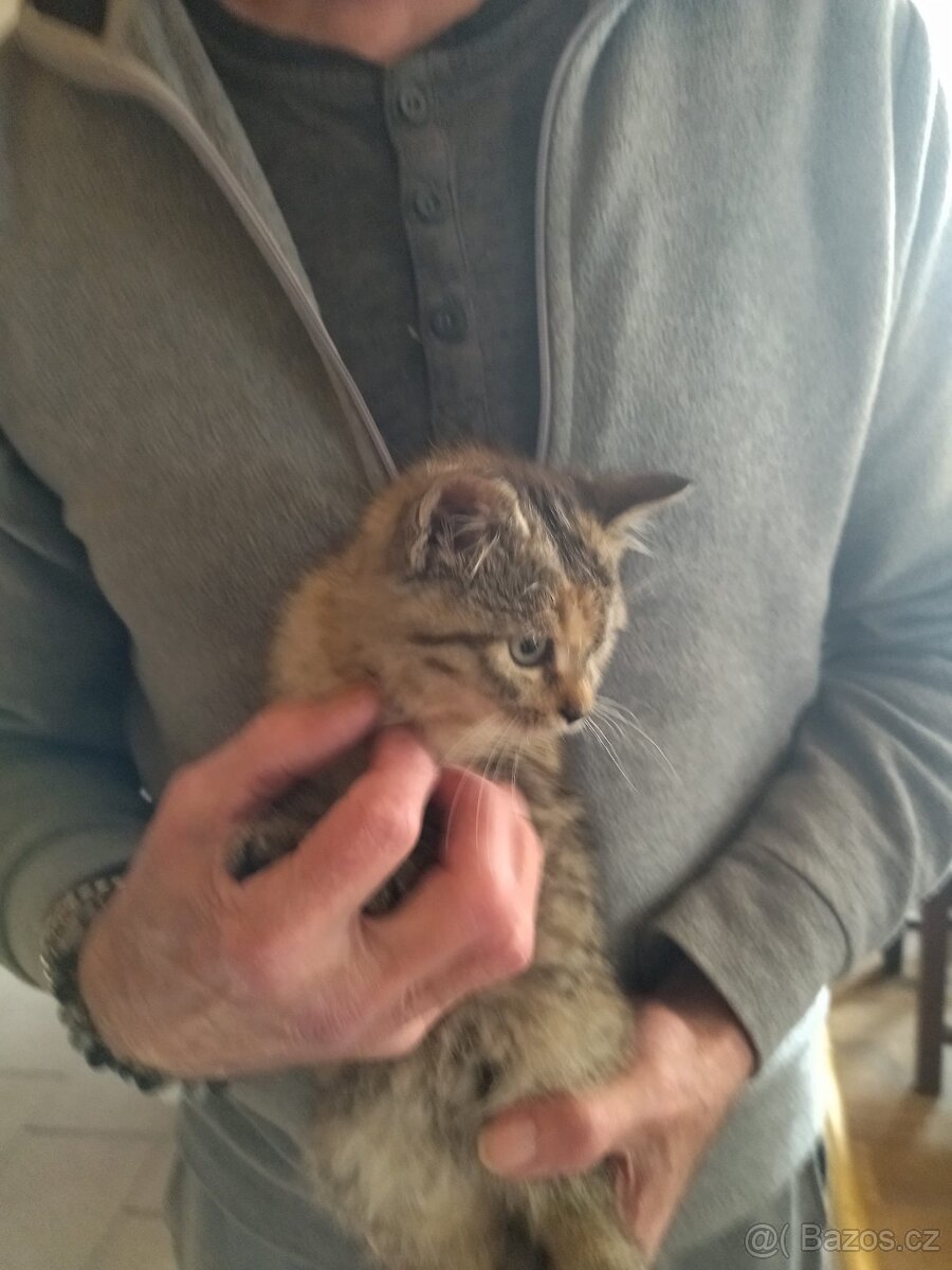 Daruji koťátka - 4