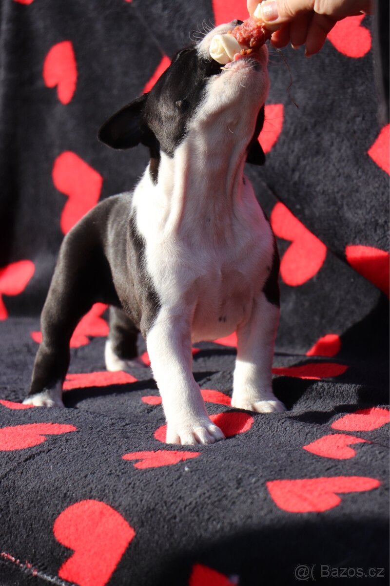 Americký stafordšírský teriér s PP fenka 2 - 4