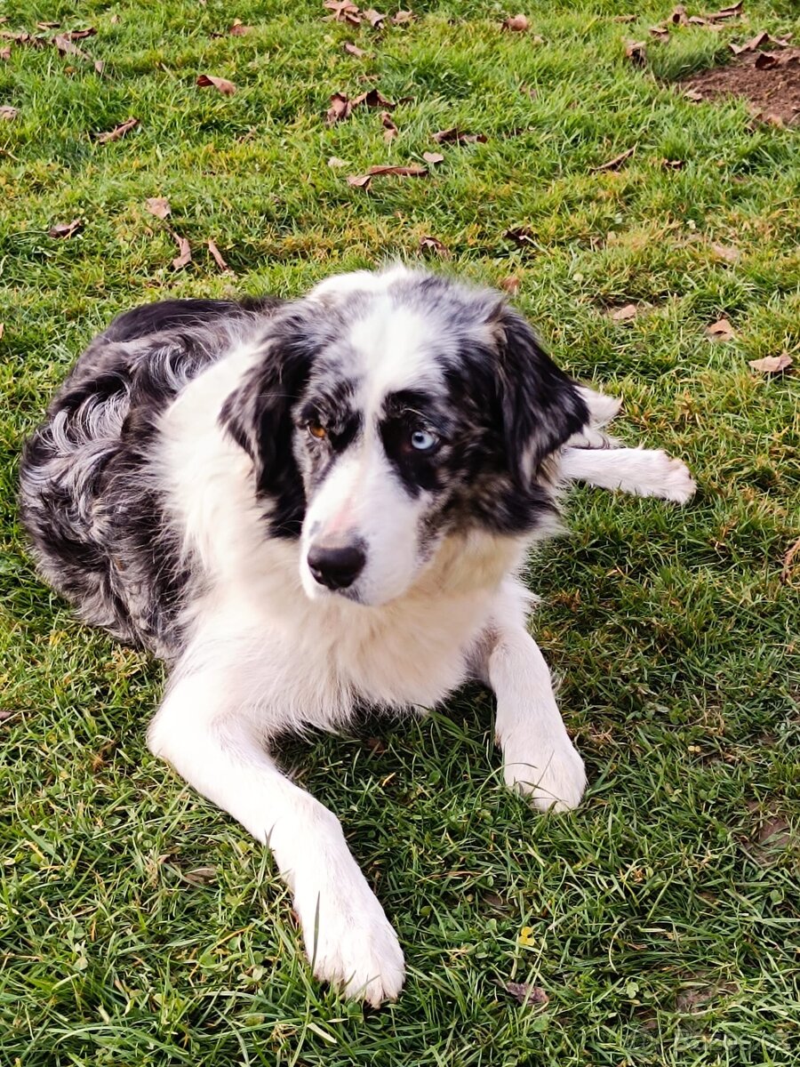 Štěňátko fenečka kříženec border kolie - 4