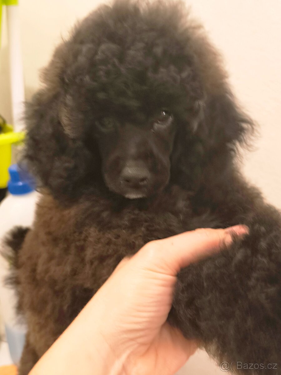 Pudl trpasličí s PP - 4