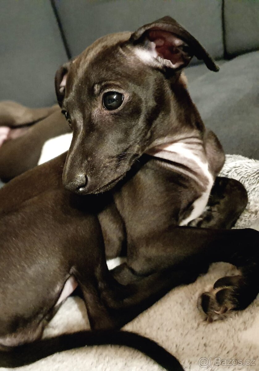 Italský chrtík s PP - 4