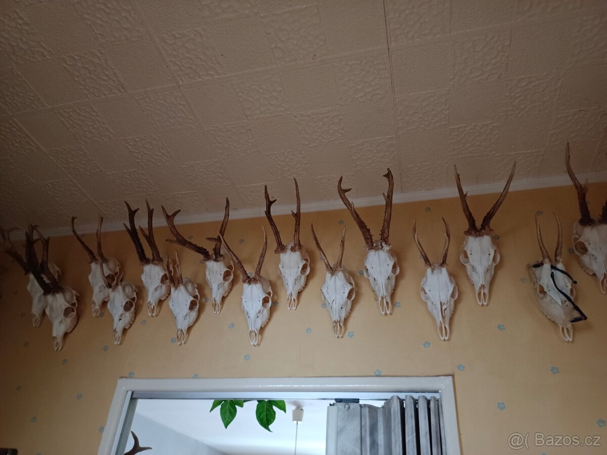 Lovecké trofeje - 4