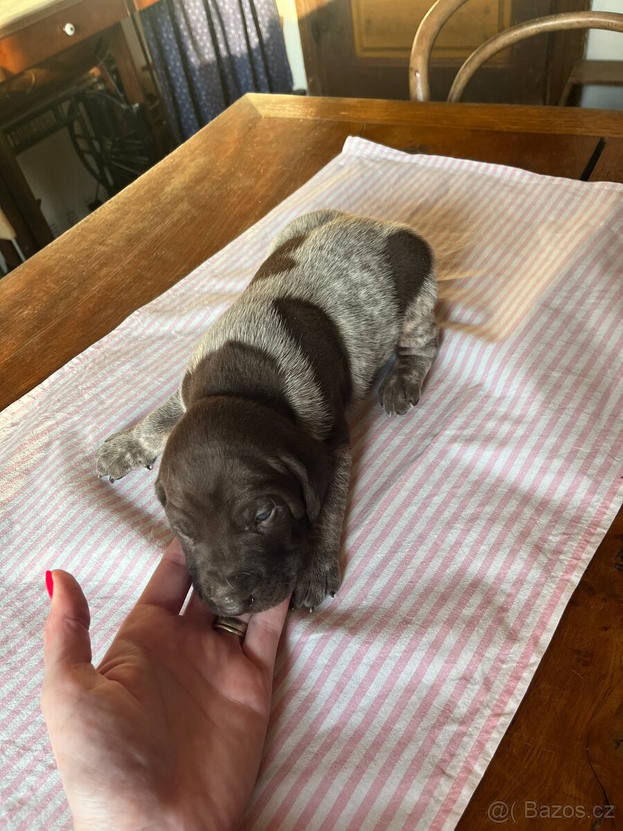 Prodám štěňátka NKO s PP - 4