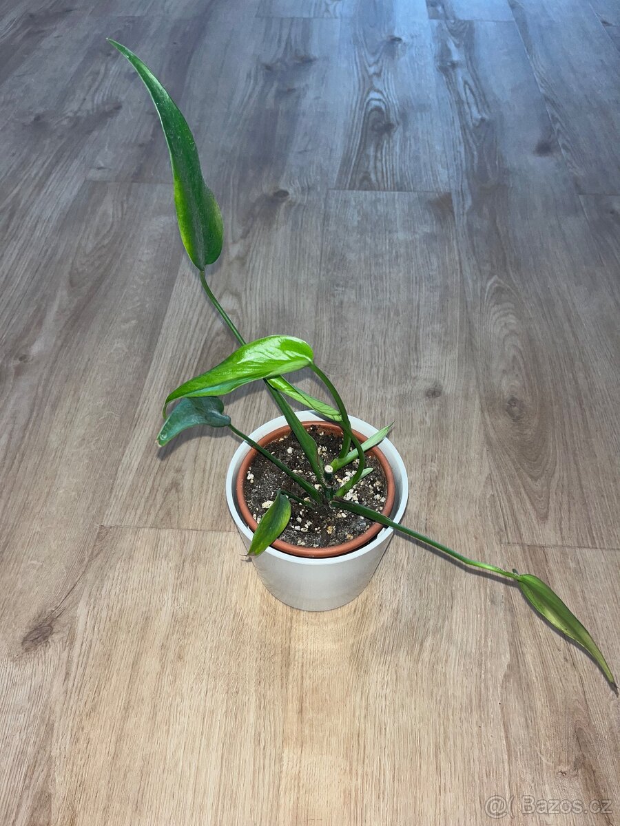 Monstera burle marx flame - 4