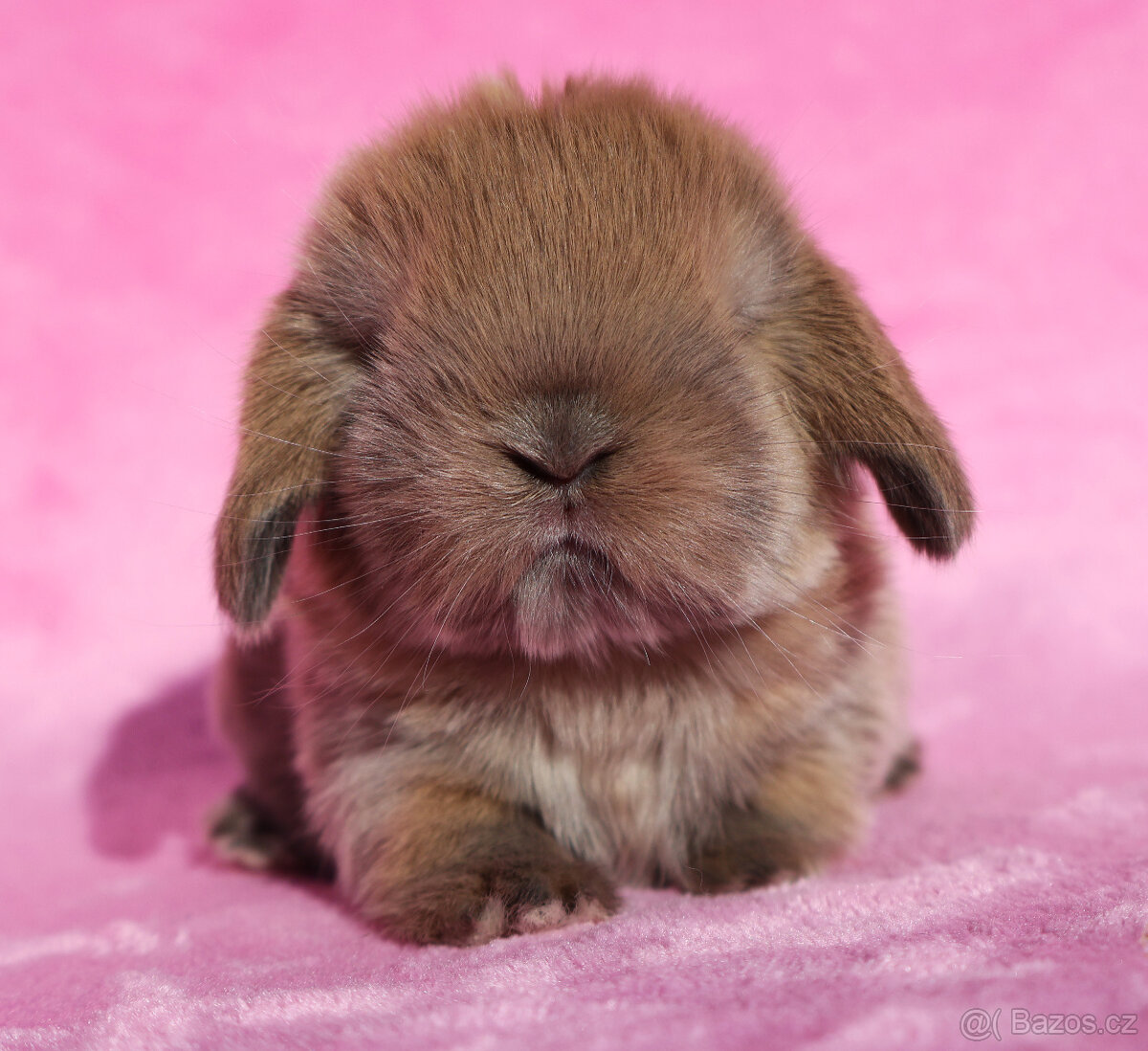 Zakrslí beránci s VP . Samičky . - 4