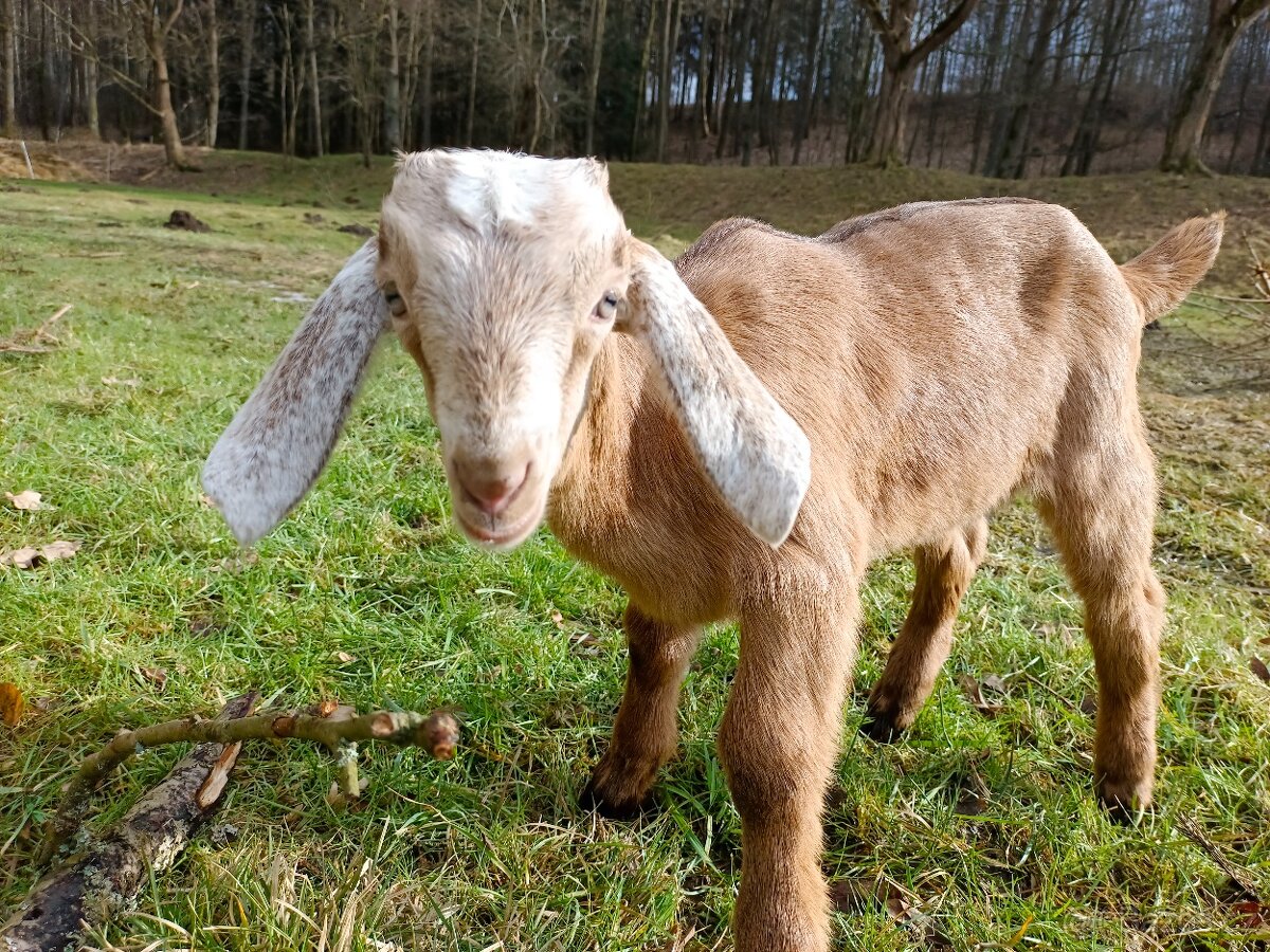 100% AN kozlík Adam - 4