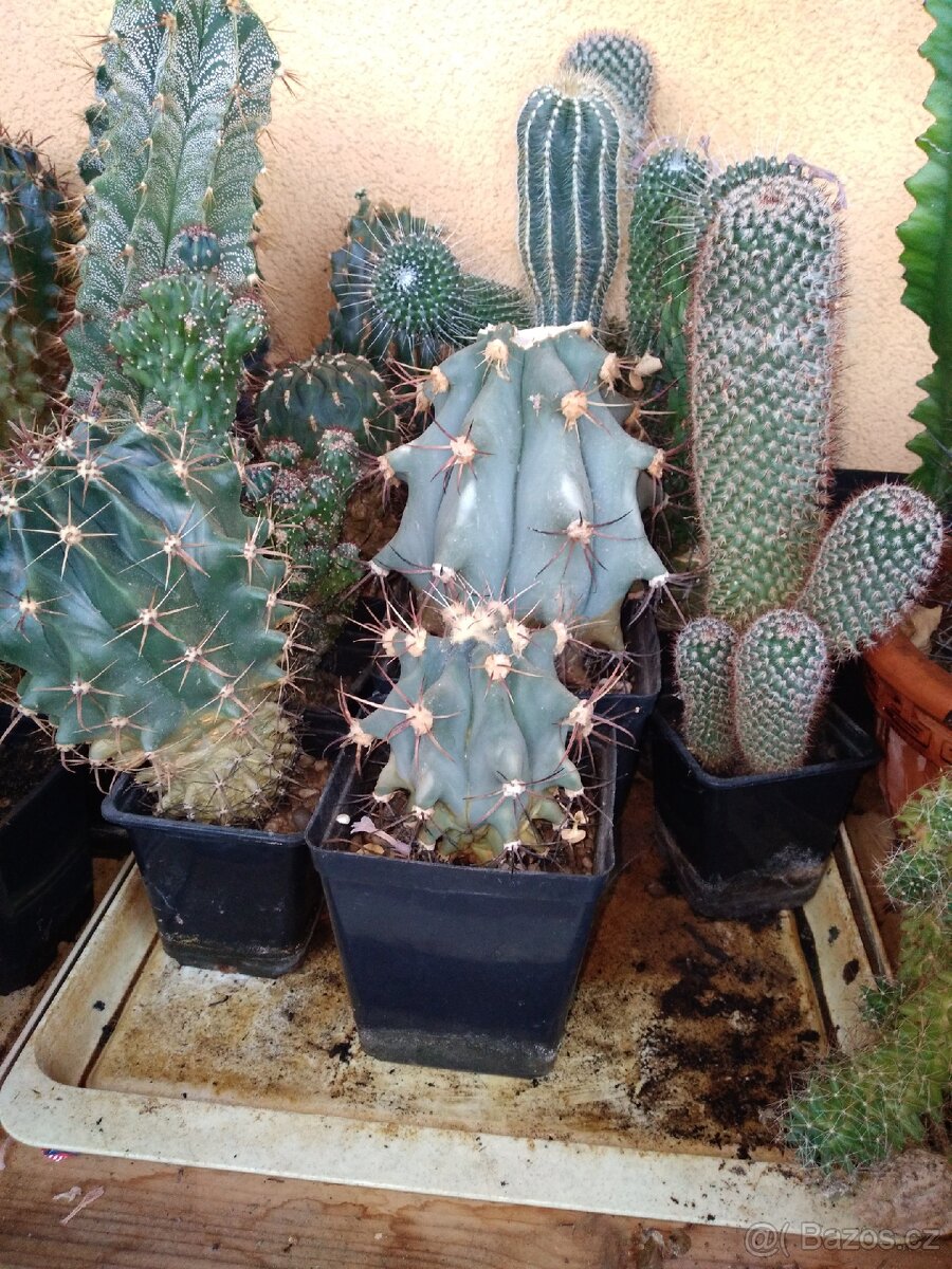 Sbírka kaktusů - 4
