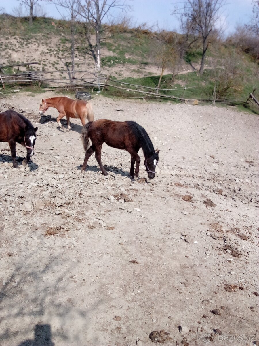 Prodám kobylku WPB - 4