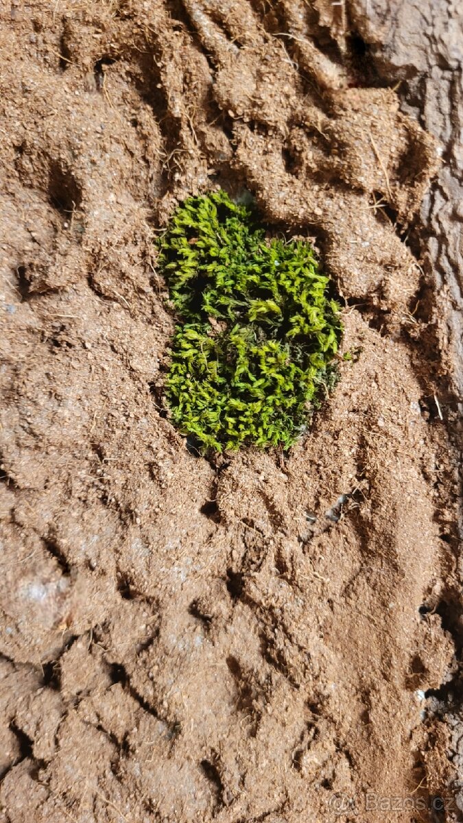 Pozadí do terária - 4