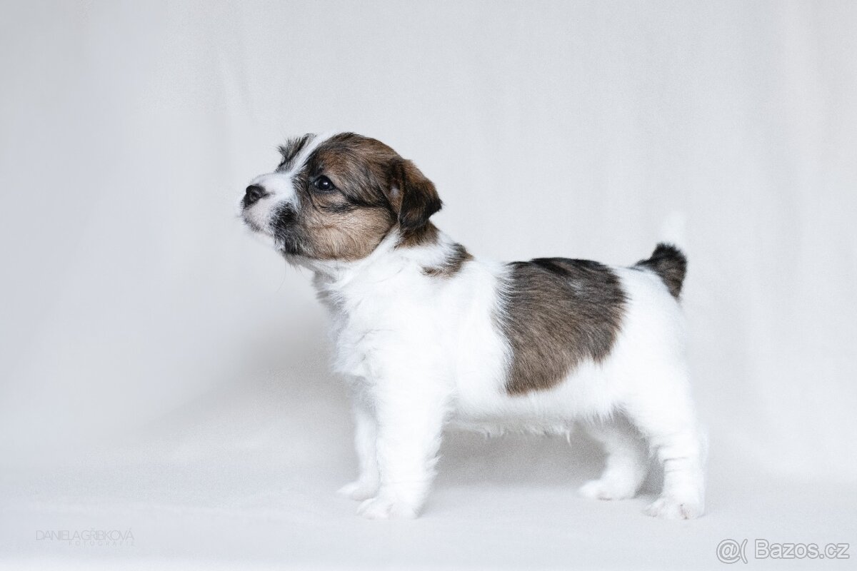 Jack Russell Teriér s PP - 4
