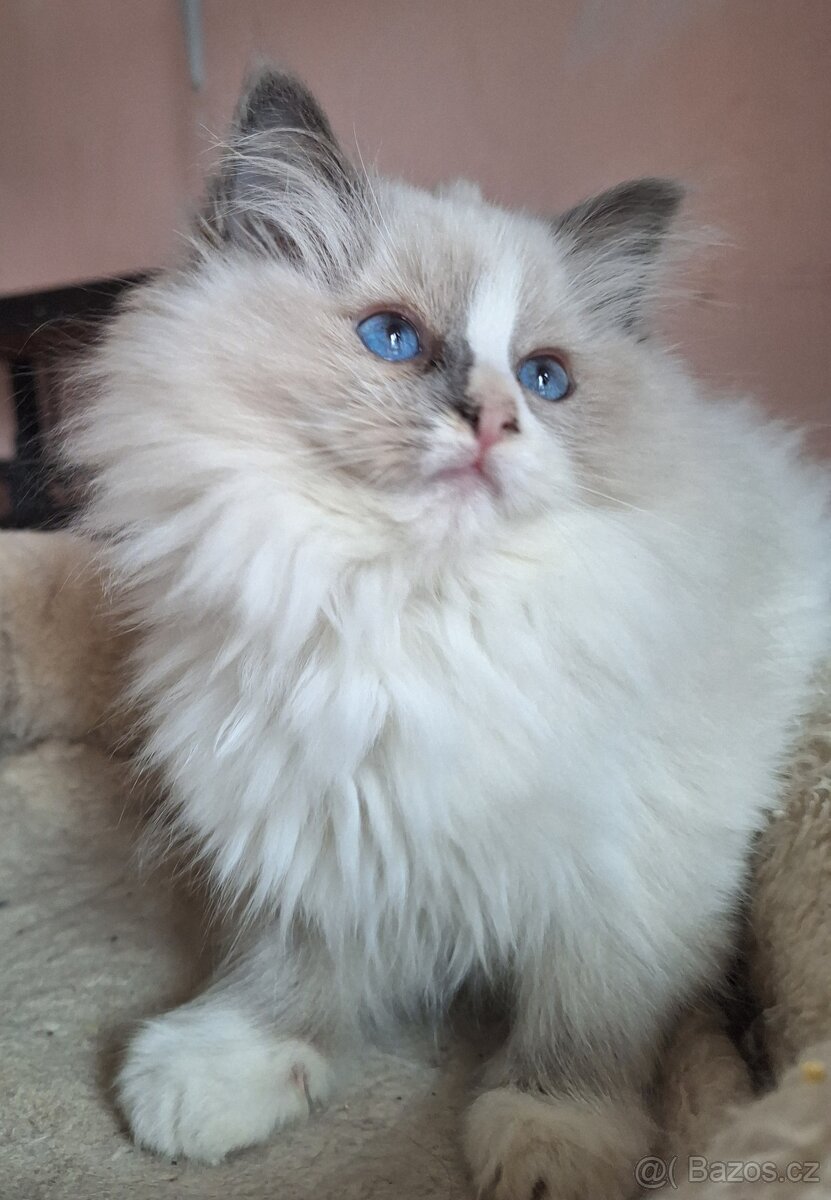 Překrásná Ragdoll kočička - 4