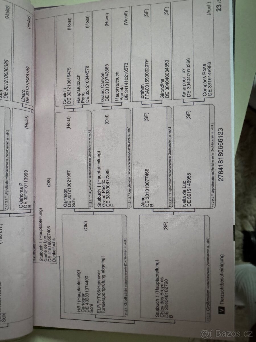 Predám dve 2.5 ročne kobylky - 4