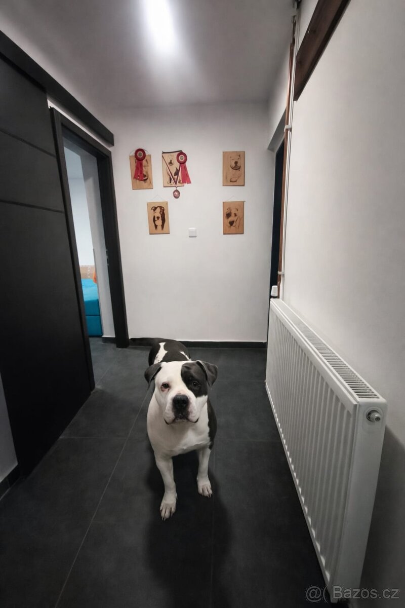 Psí hotel Battle Bullyz - 4