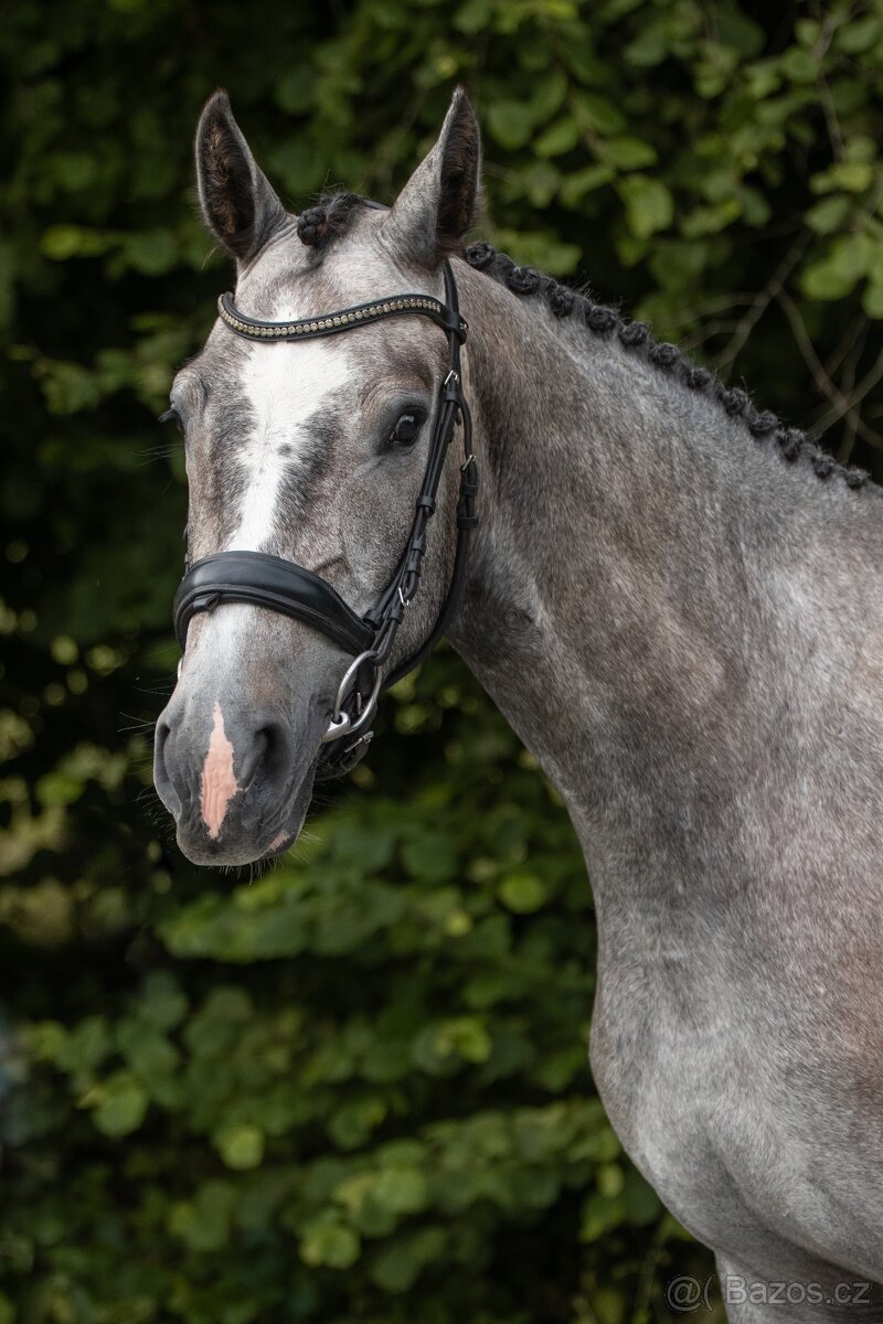 3,5letá skoková klisna - 4