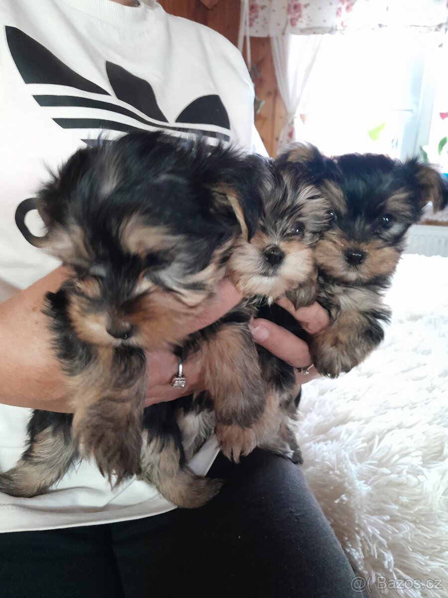 Jorkširsky teriér - 4