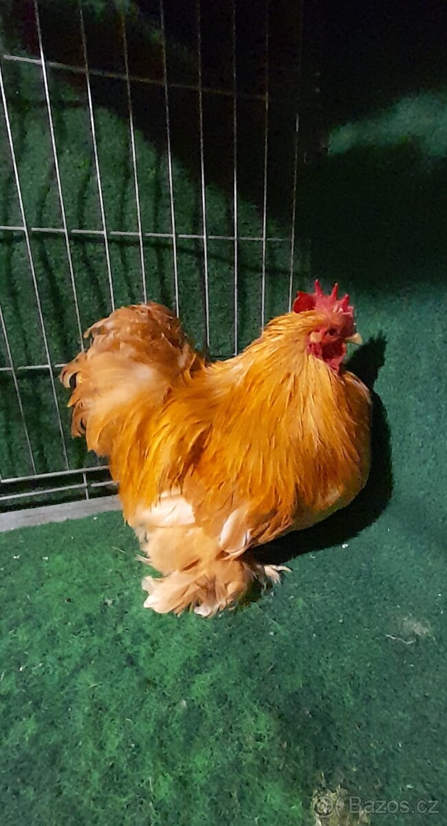 Prodám vídeňské rejdiče, antverpské vousáče a kočinky - 4