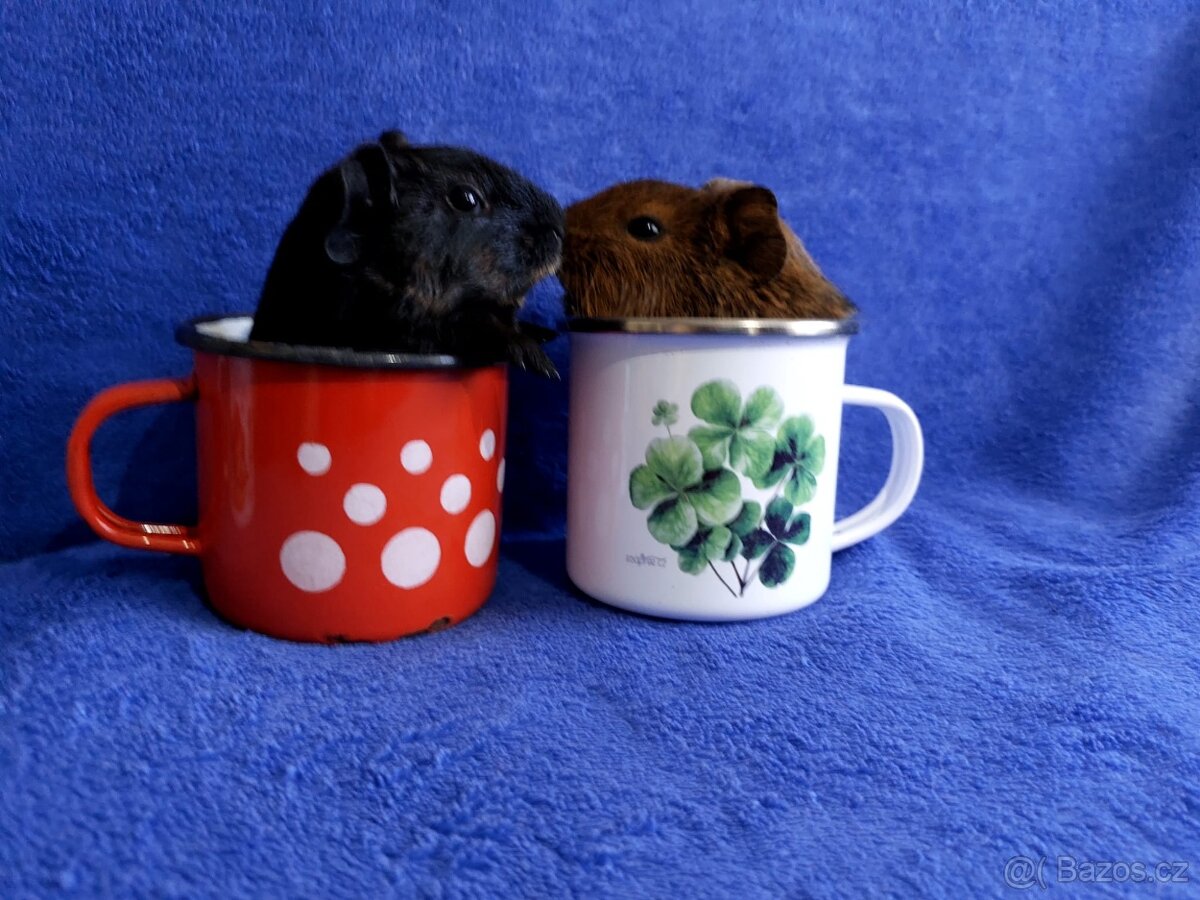 Morče, morčátka miminka , genové skinny - 4