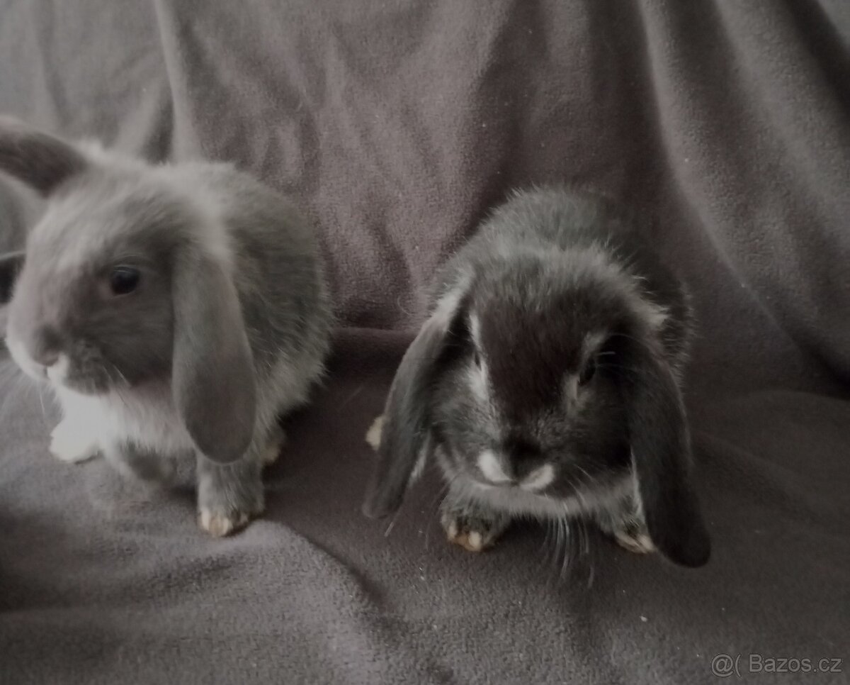 Zakrslý beránek králíček - 4