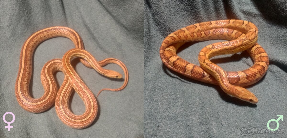 Užovka červená - mláďata - 4