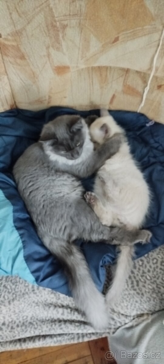 Mainská mývalí bez pp - 4