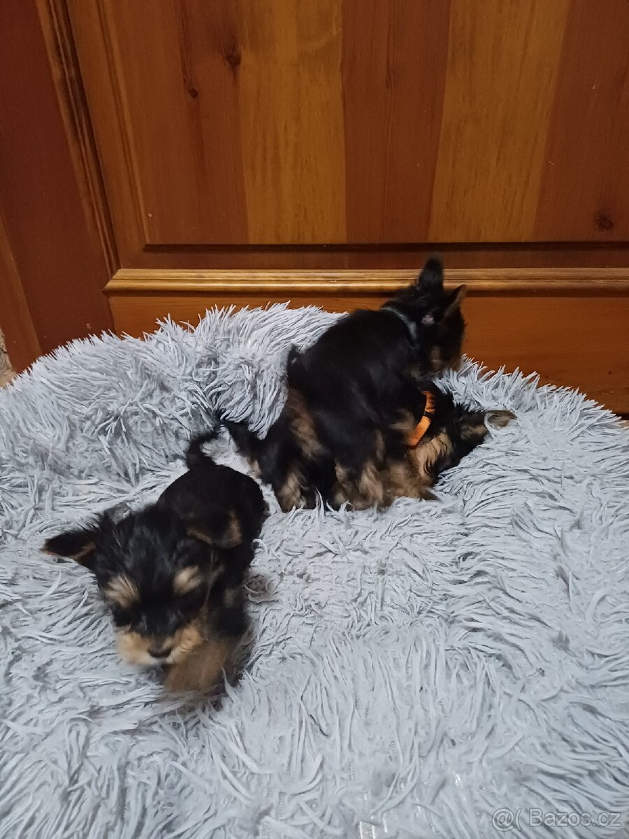 Jorkšírský terier - 4