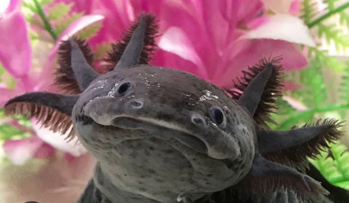 Axolotl mexický - 4