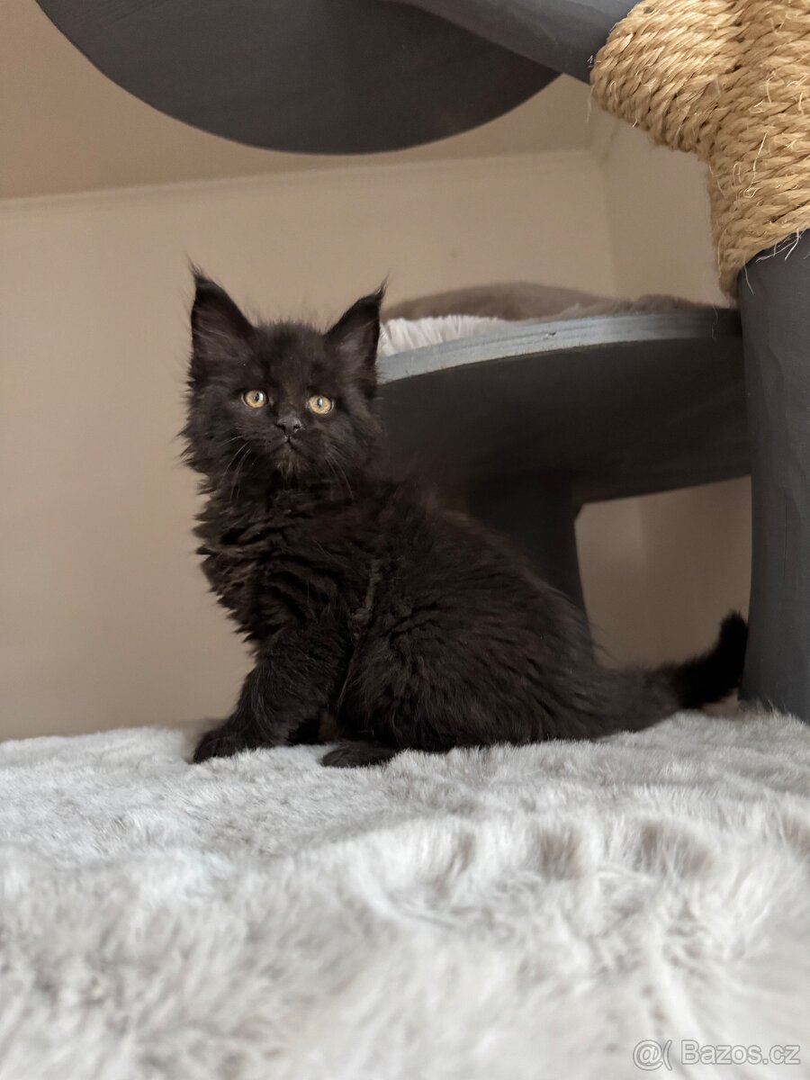 Mainská mývalí koťata s PP - 4