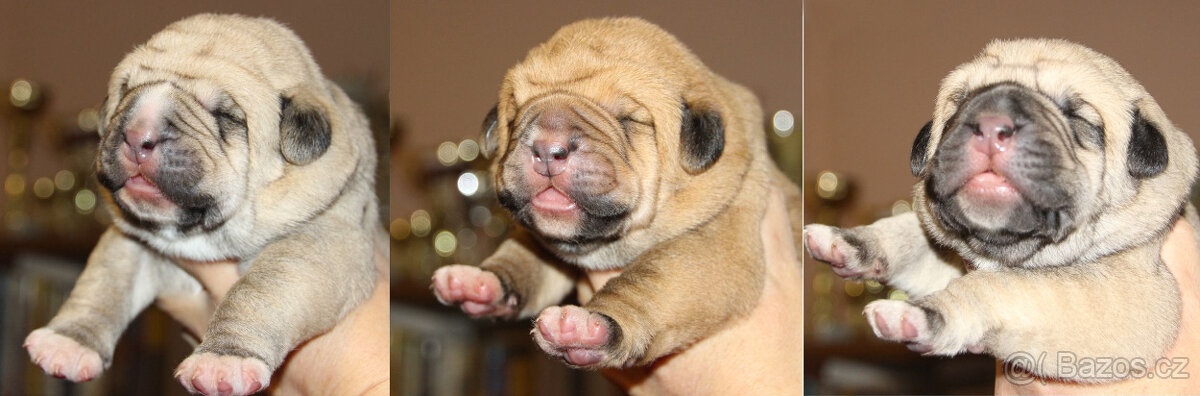 Španělský mastin - pejsci s PP - 4