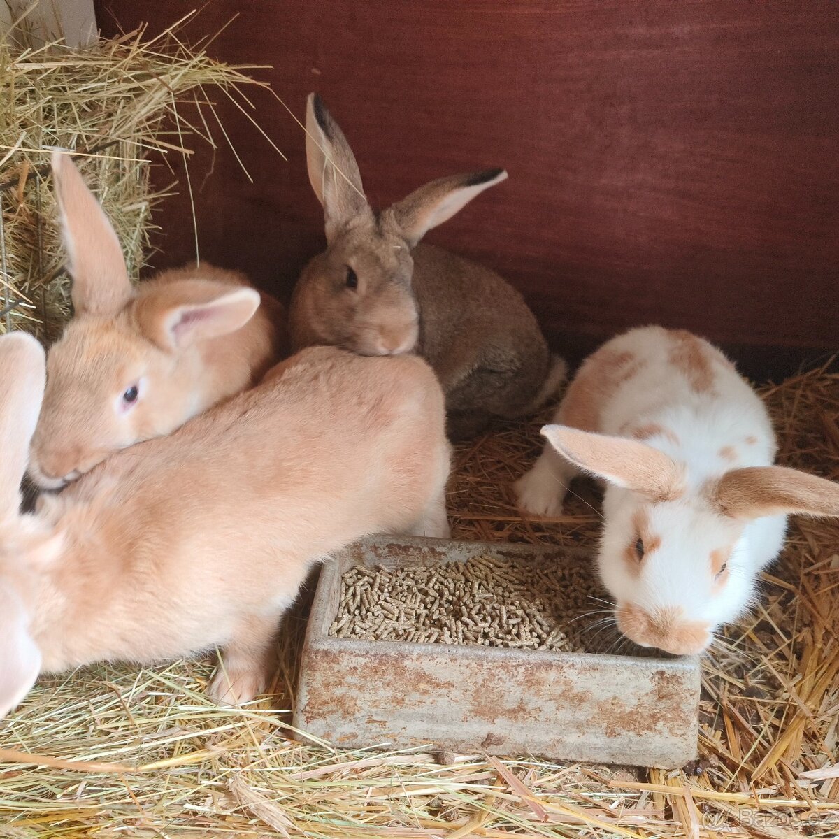 Prodám domácí králíky - 4
