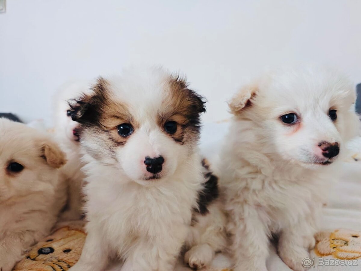 Jorkšírský teriér - 4