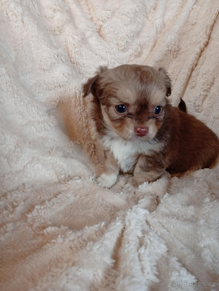 čivava dlouhosrstá - 4