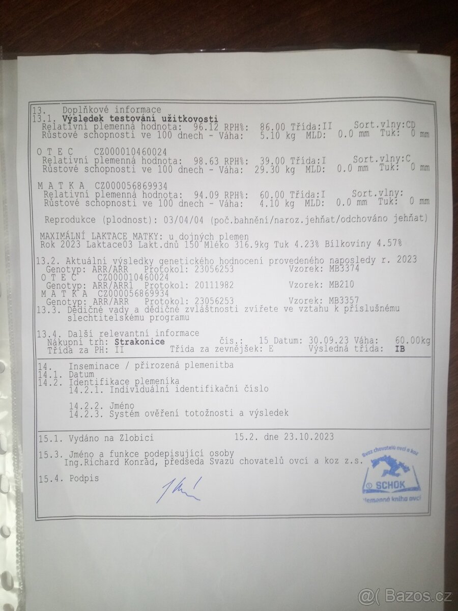 VF plemenný beran - 4