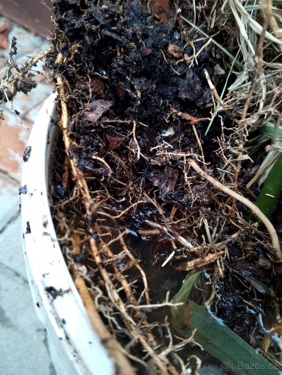 Mrazuvzdorný bambus - 4