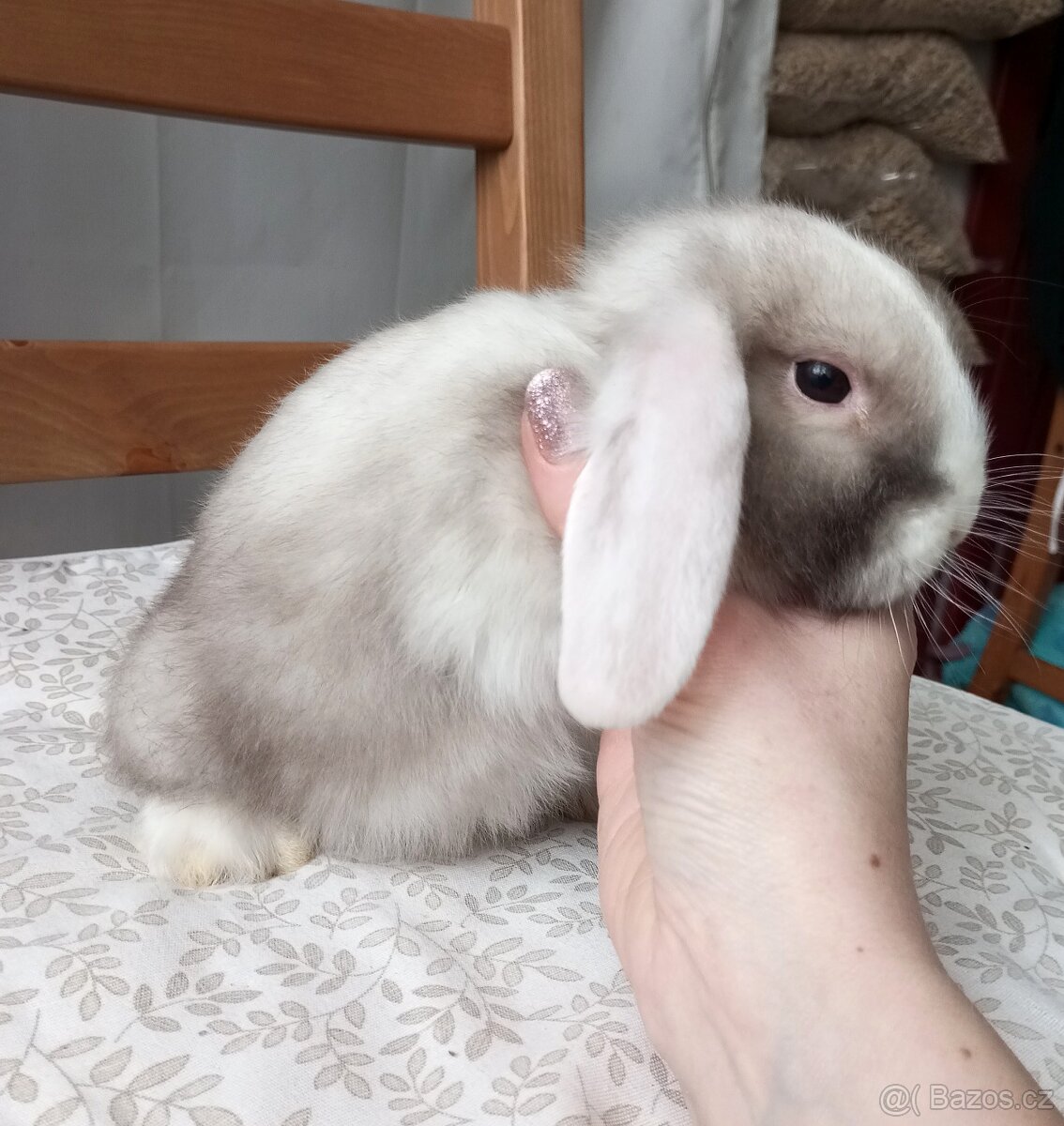 Zakrslý beránek králíček - 4