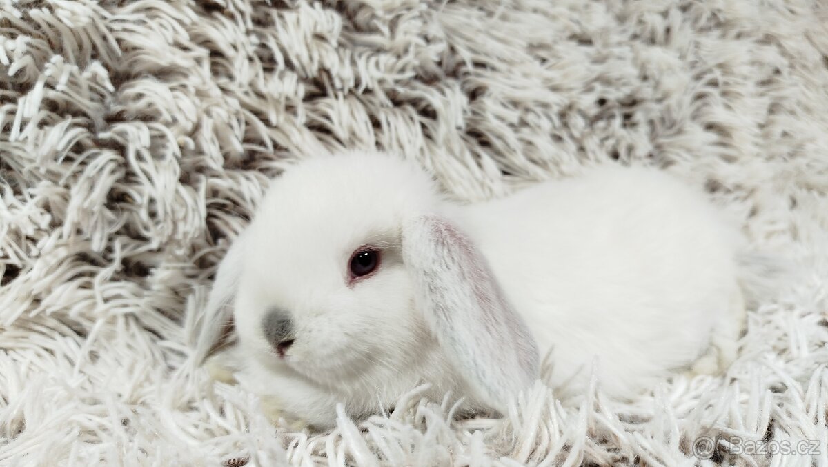 Zakrslý beránek, králíček, králík - MOLLY A MATEO - 4