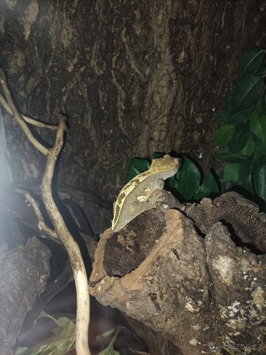 Prodám chovnou skupinku pagekonů řasnatých - 4